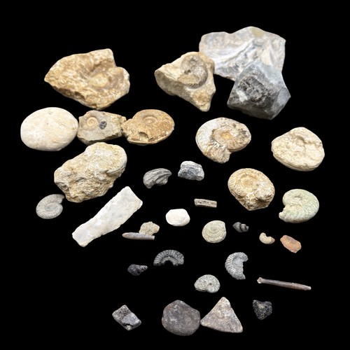 1kg british fossil mix - fossil, 33