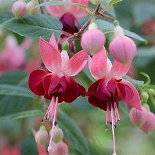 6 Hardy Fuchsia Paula Jane