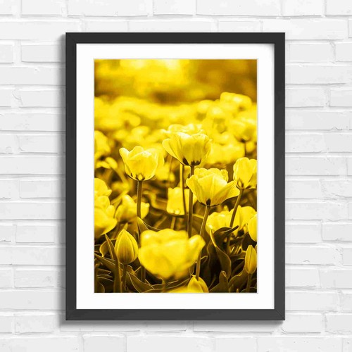 Soft pink tulips blooming - soft,
