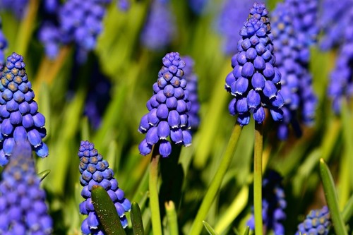 Muscari armeniacum spring - muscari,