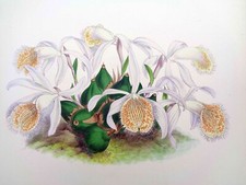 John Nugent Fitch Original
