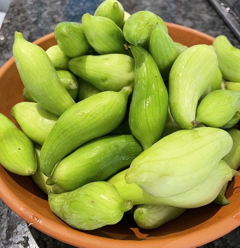 Chinese potol achocha - 💚chinese, /achocha