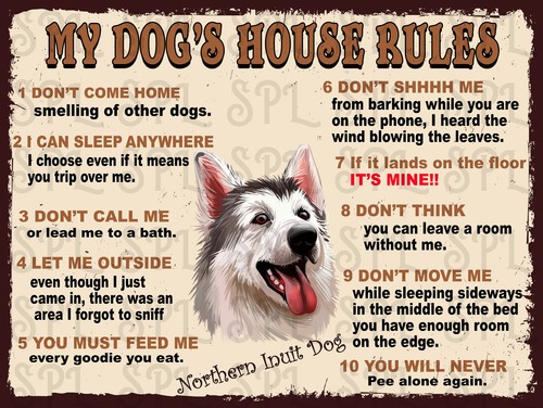 Northern inuit dog - my, dog's