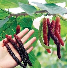 Pakistan Mulberry Tree Live