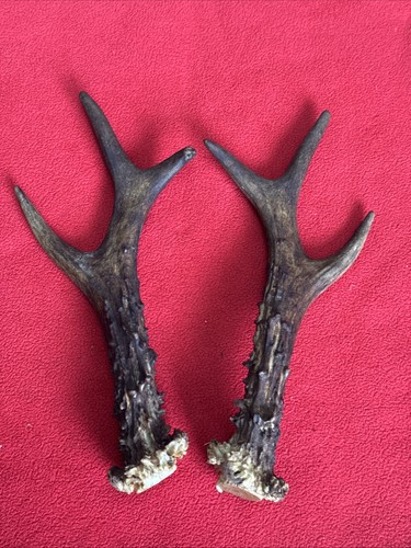 Pair roe deer antlers - pair,
