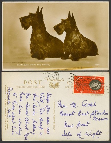 Scottie dog scottish terrier - scottie,