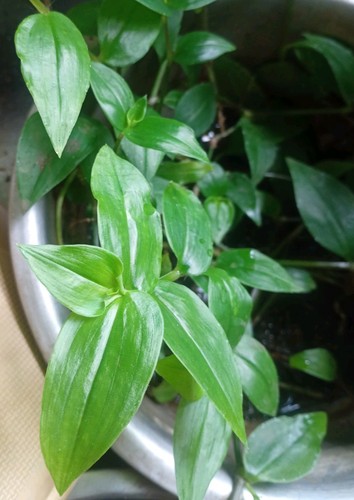 Cuttings inch plant - ,