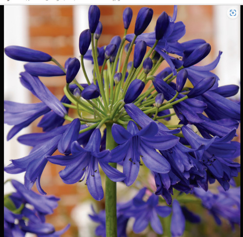 Agapanthus midnight star - agapanthus,