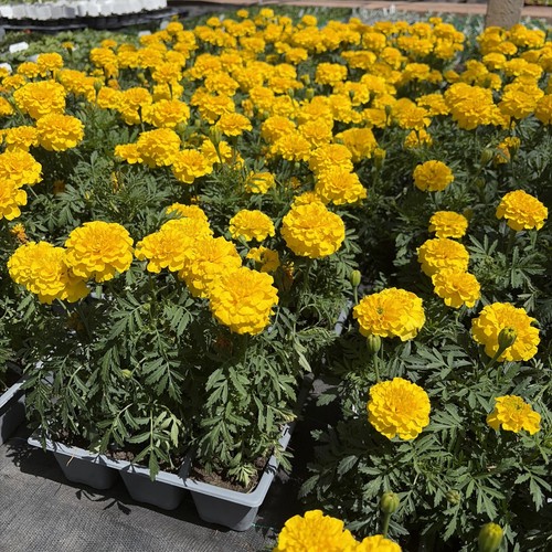 French marigold gold - marigold, “gold”