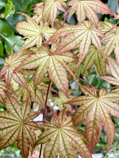 Japanese Maple. Acer Palmatum