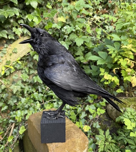 Taxidermy calling crow - taxidermy, xl