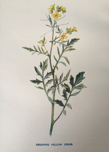 Antique print creeping yellow - antique,