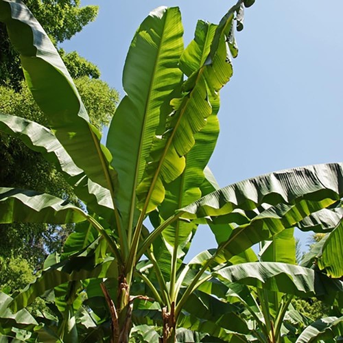 Exotic large leaf hardy - exotic,