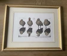 Simon Drew Print 1 Duck