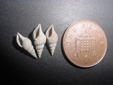 3 Bartonian Eocene Rimella rimosa Strombidae Middle Barton Beds Hampshire UK