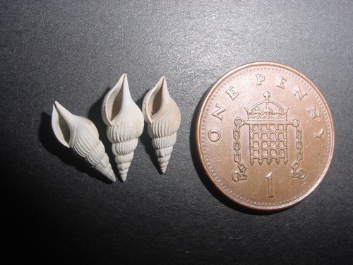 Bartonian eocene rimella - eocene,