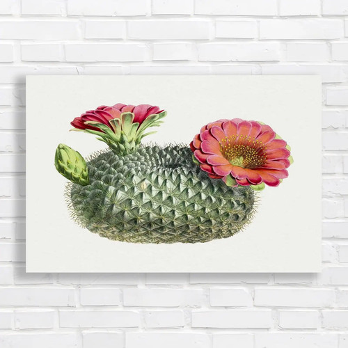 Vibrant succulent botanical - vibrant,
