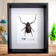 Framed Long-Arm Beetle