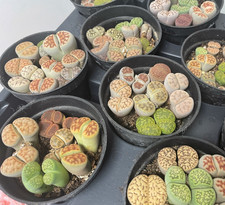 4-6 Double Head Lithops, Brilliant Colour Lithops Living Stones Plants, Easy-car