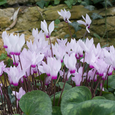 Large Plants - Cyclamen White Flame, Ready to Plant in Your Garden, Peat Free