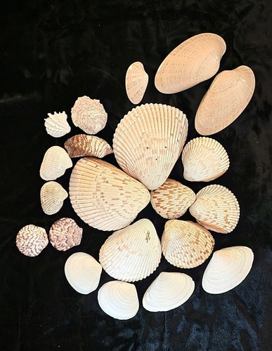 Assorted bivalves lot 21 - lot, (21