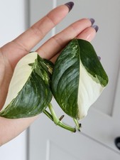 Monstera Lechleriana Albo Variegated Two Cuttings New Growths