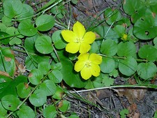 Creeping Jenny LIVE Water Plant Aquatic Pond Marginal Bog Wildlife Feature