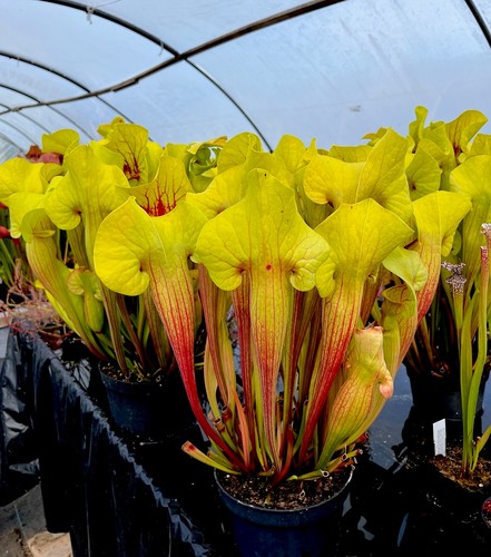 Sarracenia peaches and - sarracenia, cream