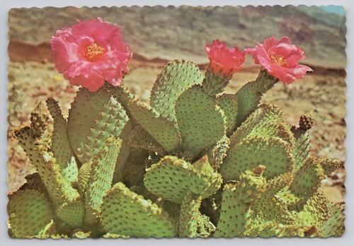 Vintage postcard magenta - postcard,