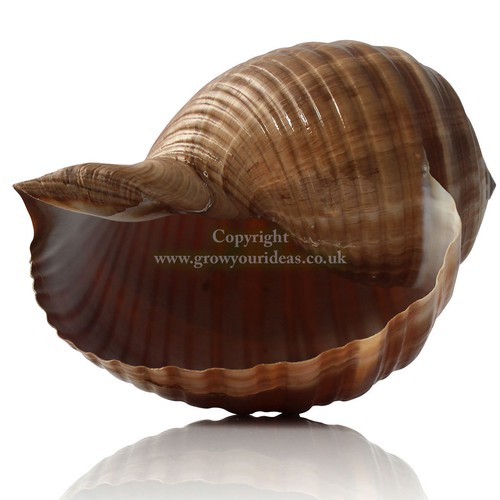 Tonna cepa large 15cm sea - cepa, 12.5-15cm