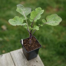 Taunton Deane Perennial Kale