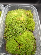 10 by 15 cm Live Cushion Moss