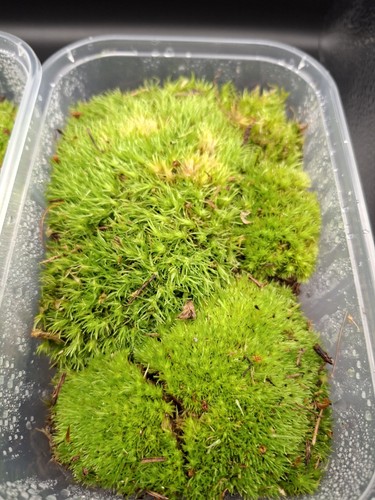 Live cushion moss - 15,