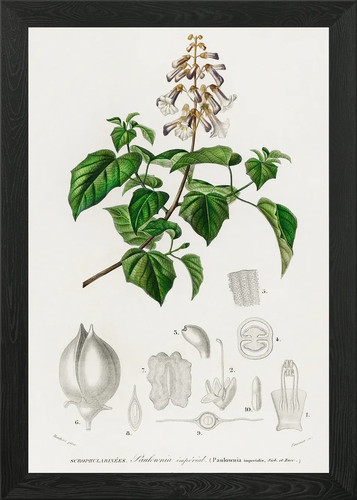 Empress tree paulownia - paulownia, imp