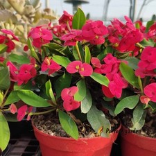 100 Seeds Euphorbia Milii