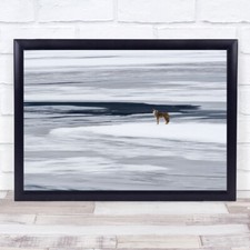 Jasper Canada Coyote Snow