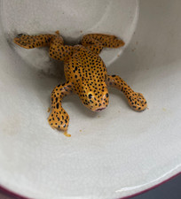 Antique frog mug with spotted - antique,