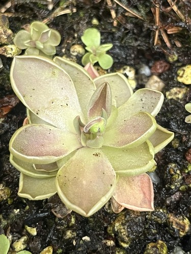Pinguicula moranensis rosea - pinguicula,
