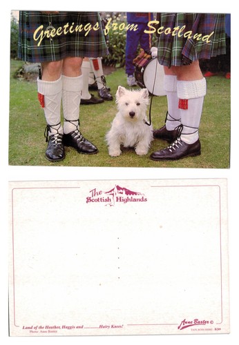 Postcard west highland white - highland,
