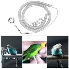 Cockatiels Budgie Training