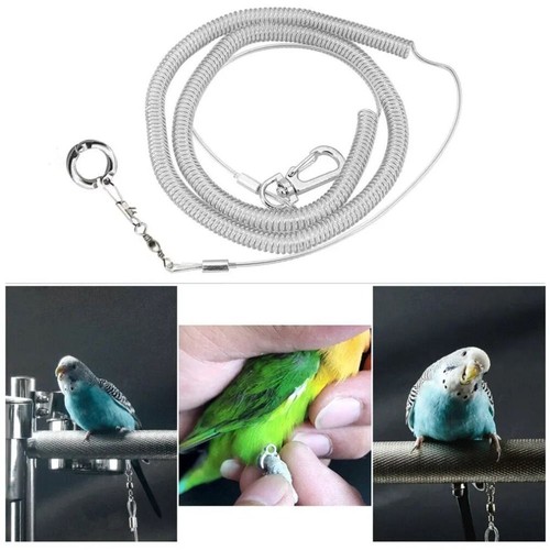Cockatiels budgie training - cockatiels,