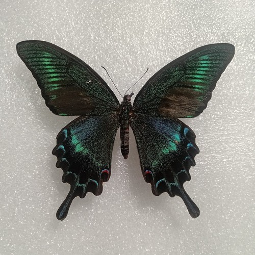 Papilio maackii butterfly set - maackii,