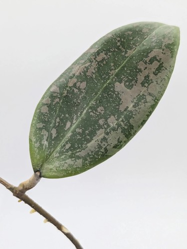 Hoya wibergiae node 1 leaf - 1,