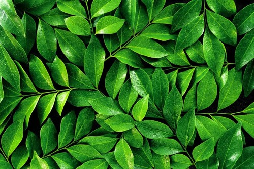 Tea plant seeds for planting - plant,