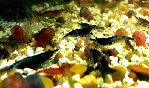 Assorted neocaridina live - neocaridina,