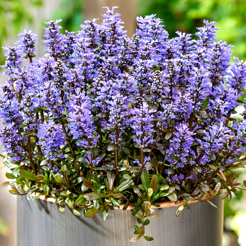 Ajuga reptans blue flower - 3x,