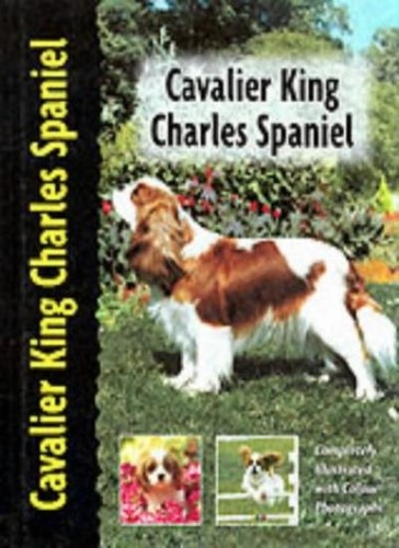 Cavalier king charles spaniel - king,
