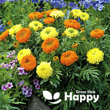 AFRICAN MARIGOLD SPUN MIX -