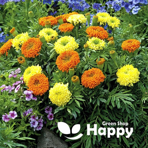 African marigold spun - marigold,