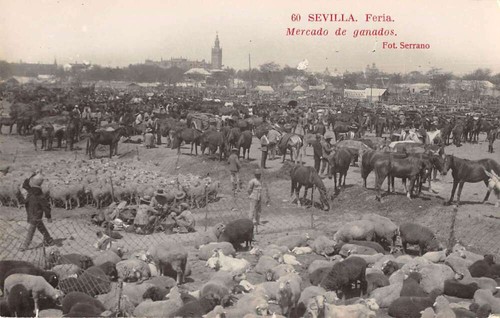 Sevilla seville spain cattle - sevilla,